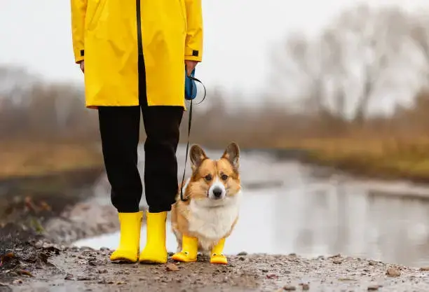 Dog wearing a lightweight rain jacket during a wet outdoor walk
