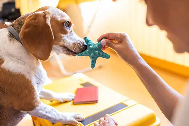 Adult dog playing with different toys indoors as part of a weekly rotation schedule