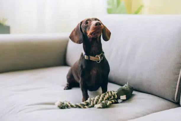 Dog playing with a variety of toys demonstrating a rotating toys schedule