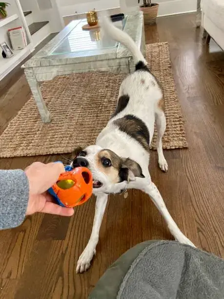 High-energy dog playing with multiple toys as part of a rotating enrichment schedule