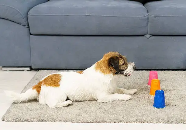 Puppy engaging with a puzzle toy as part of a rotating toys schedule