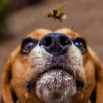 Proven Scent Games to Boost Your Dog’s Mental Exercise at Home