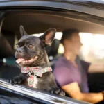 Seasonal Dog Care and Equipment: Practical Routines for Year-Round Comfort
