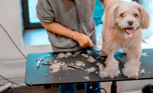 Seasonal Grooming Tips