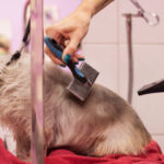 Essential Seasonal Grooming Tips for Every Dog