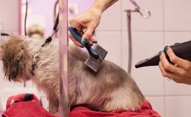 Seasonal Grooming Tips