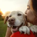 Proven Seasonal Shedding Solutions Every Dog Owner Needs