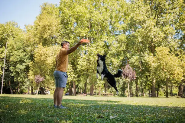 Dog tracking a moving toy for a visual sensory game