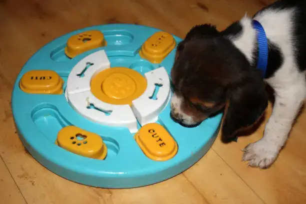 Dog solving a puzzle feeder during a sensory enrichment game