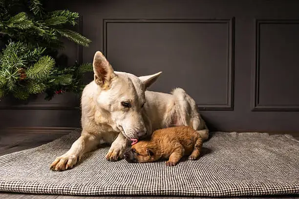 Dog exploring textured mat for tactile sensory enrichment at home