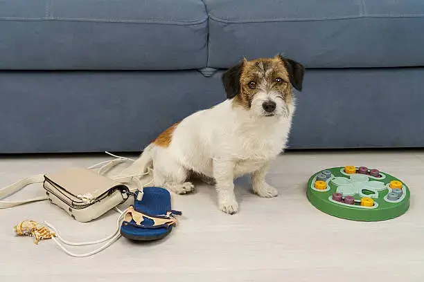 Dog sniffing hidden treats during a scent-based sensory game at home