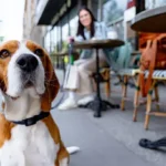 Separation Anxiety in Dogs: Proven, Stress-Free Ways to Train Your Dog to Stay Alone