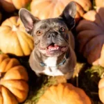 The Essential Shedding Management Tools for Stress-Free Dog Grooming