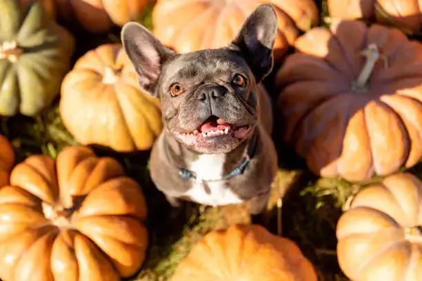 Shedding Management Tools