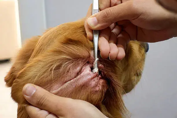 Short Training Sessions