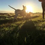 Essential Skin Care Monitoring for Dogs: A Simple, Stress-Free Way to Spot Issues Early