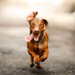 Essential Skin Protection Tips for Dogs: Simple Ways to Prevent Dryness and Irritation