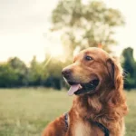 Proven Stress Management Techniques for a Calmer Dog