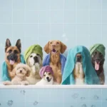 Easy & Proven Stress Reduction Activities That Calm Dogs at Home