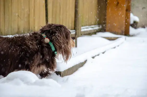 Owner walking dog on leash in snowy park with safe winter walking routine