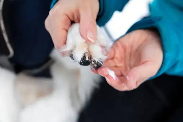 Dog owner applying paw balm to prevent dryness and salt irritation in winter