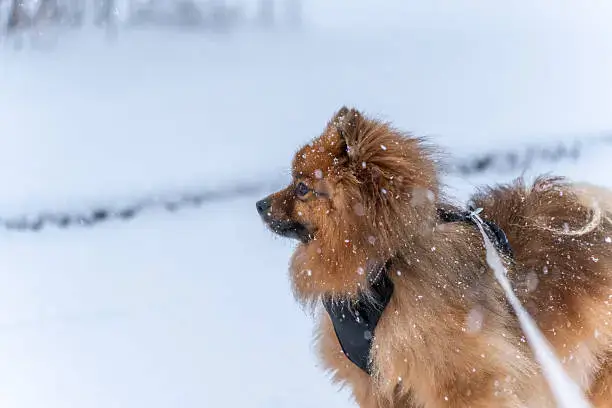 Owner walking dog on leash in snowy park with safe winter walking routine