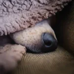 Essential Summer Cooling Gear for Dogs: Stay Safe in Heat
