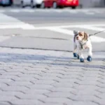Essential summer gear to keep dogs comfortable and safe in hot weather