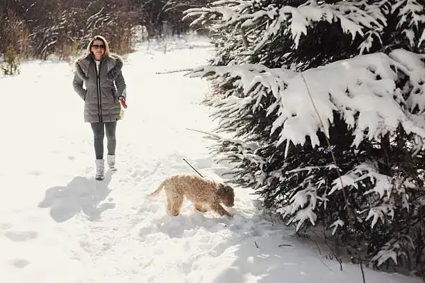 Dog wearing booties and cooling bandana during summer park walk