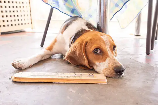Dog panting in shade during summer heat with water bowl nearby