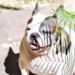Summer Heat Safety for Dogs: Practical & Vet-Informed Guidance