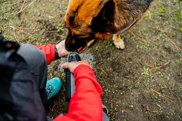 dog drinking water outdoors with portable bottle for hydration in hot weather