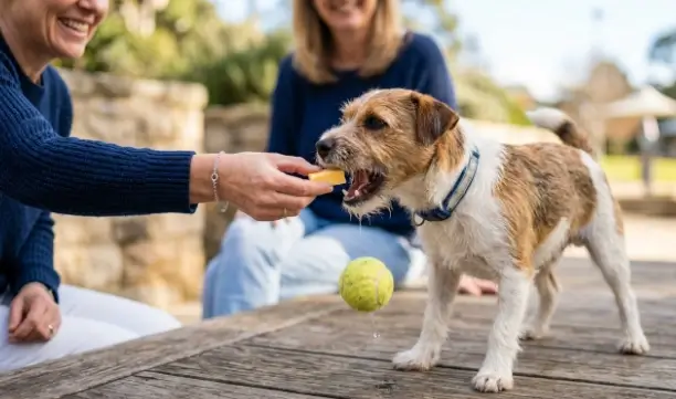 Trade-up protocol for dogs