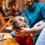Essential Tooth Care Tools for Dogs: A Practical Guide to Healthy Teeth at Home