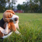 Essential Training Toys to Boost Your Dog’s Mental Stimulation at Home