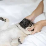 Essential Treat Management Strategies: Proven Ways to Avoid Overfeeding Treats for Your Dog