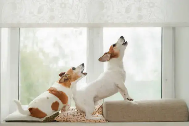 Understanding Dog Body Language