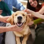 Easy & Practical Guide to Understanding Dog Body Language: Proven Ways to Recognize Canine Signals