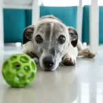 Winter Gear for Dogs: Practical Cold-Weather Protection at Home