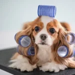 Essential Guide to Coat Care Products for Dogs: Easy Tips for a Healthy, Shiny Coat