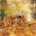 Essential Guide to Fur Removal Tools: Easy Tips to Keep Your Home Fur-Free