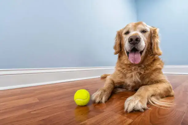 Dog learning “sit” command at home with positive reinforcement