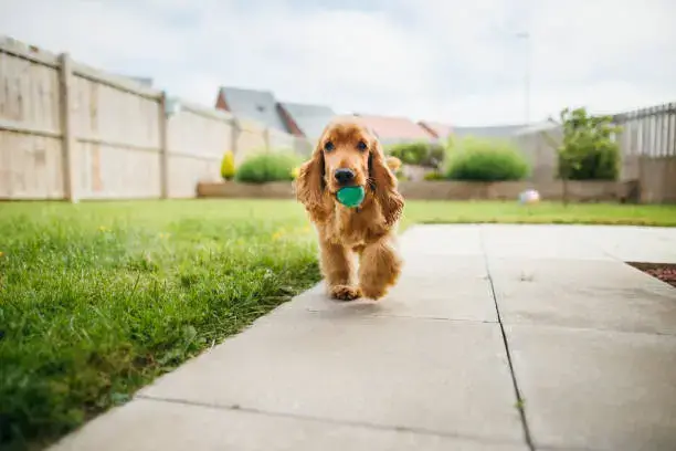 Puppy and adult dog practicing basic commands at home