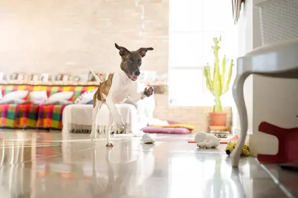 Daily home dog training routine with short sessions and rewards