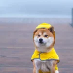 Essential Guide to Coat Shine Maintenance for a Healthy, Lustrous Dog Coat