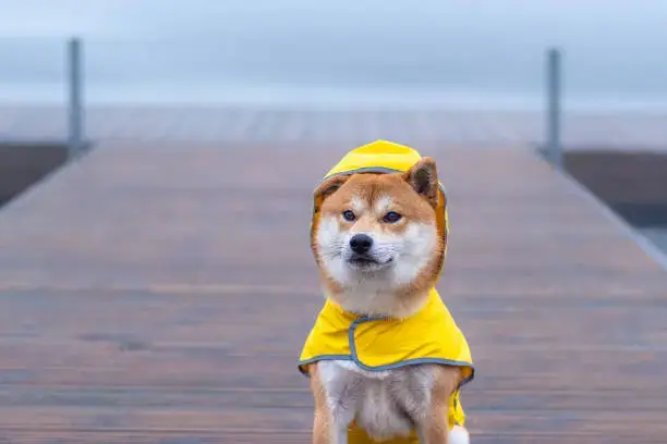 Coat Shine Maintenance