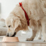 Easy Spring Coat Care for Dogs: Smart, Essential Grooming Adjustments for Shedding Season