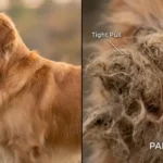 Step-by-Step Guide to Line-Brushing: Prevent Pet Matting