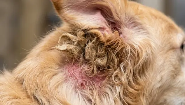 Tactile diagnostics during home grooming to detect lumps and health anomalies