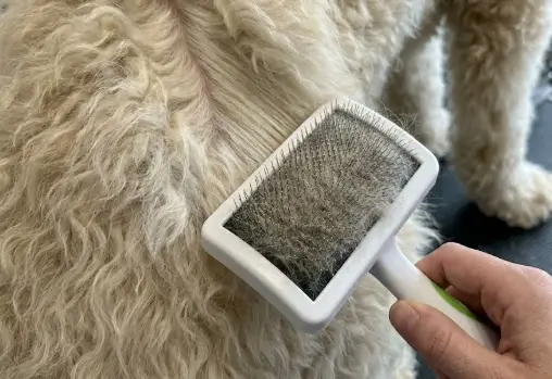 Line brushing technique for poodles and goldendoodles using Andis firm slicker brush